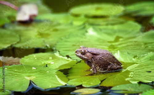 frog on lilypad