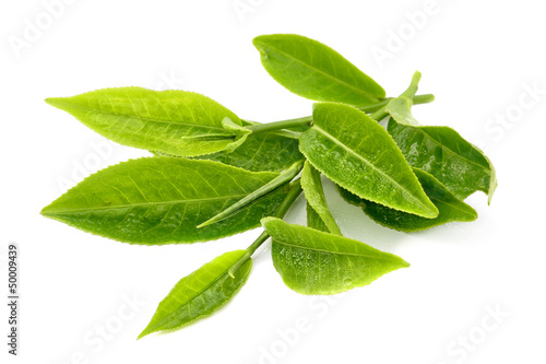  tea leaf