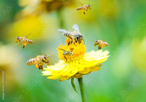 Group of bees on a flower