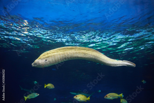 Moray hunting underwater