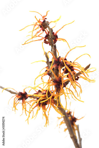 Hamamelis - JELENA