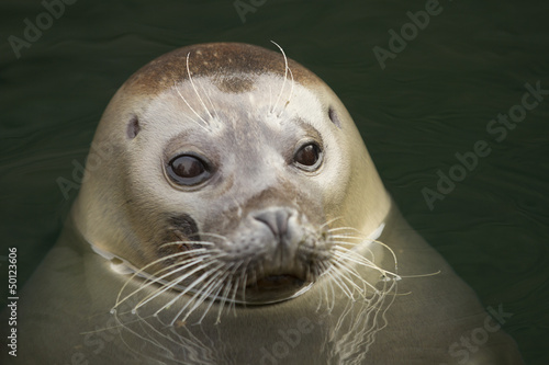 harbor seal - portrait
