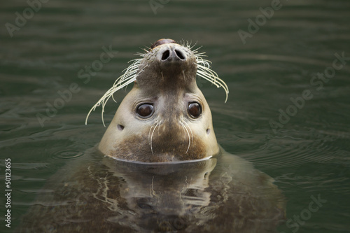 curious harbor seal