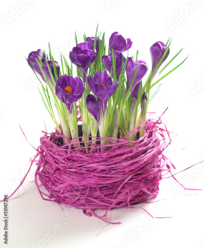 Blooming crocuses - interior decoration