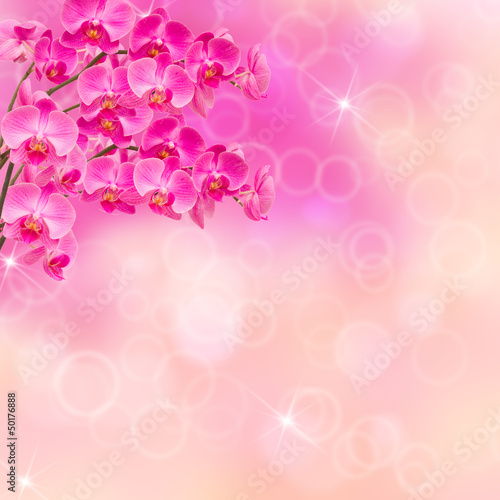 pink orchid branches