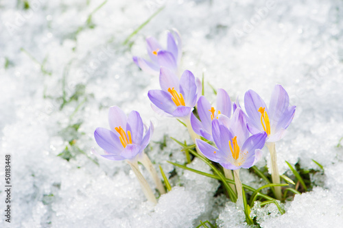 Krokusse im Schnee