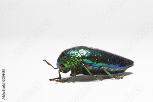 Buprestidae beetle