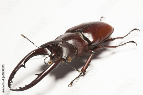 Stag beetle