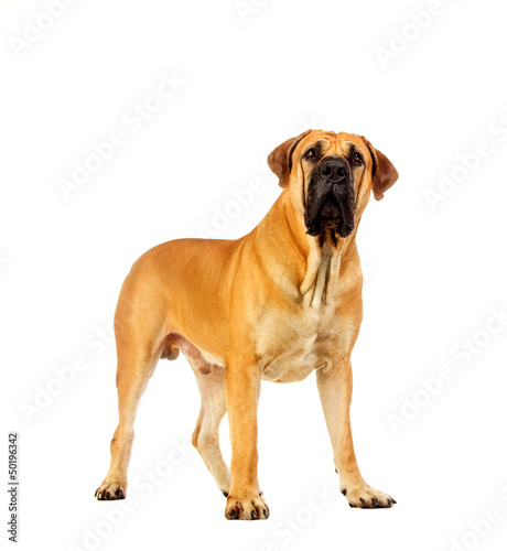 South african mastiff