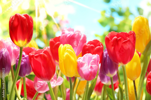 Fresh tulips in warm sunlight