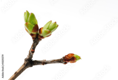 bud on branch