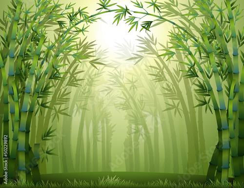 A green bamboo forest