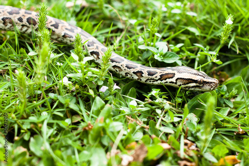 Dangerous burmese python could be found between the grasses