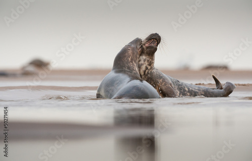 Grey Seal courtship