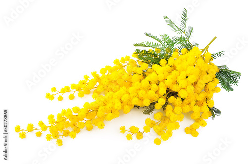 Twig of mimosa flowers