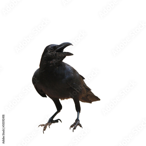 raven bird isolate on white background