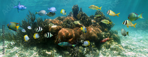 Coral reef underwater panorama with colorful tropical fish, Caribbean sea