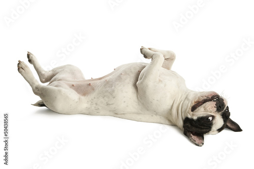 White bulldog lying on the floor