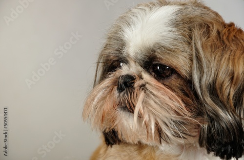 shih tzu