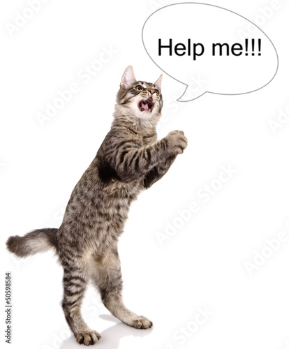 the cat shouts "help me". isolated on white