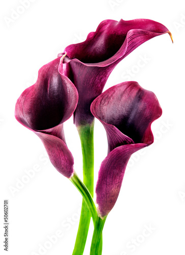 calla lilies