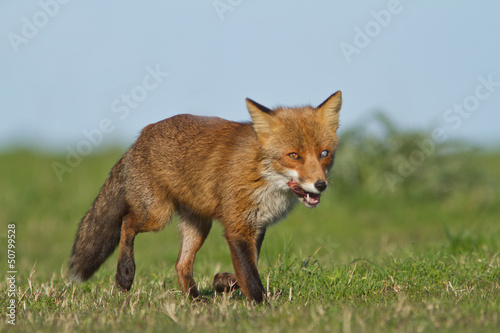 renard en promenade