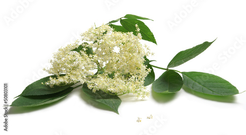 Fresh Sambucus nigra on a white background