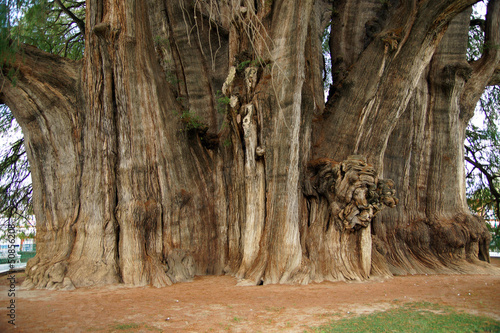 arbre de thule