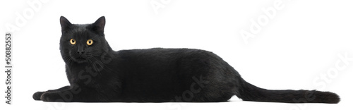 Black cat lying and looking at the camera, isolated on white
