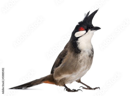 Red-whiskered Bulbul - Pycnonotus jocosus - isolated on white