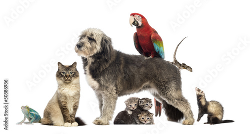 Group of pets - Dog, cat, bird, reptile, rabbit,...