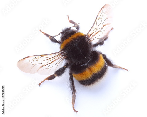 bumblebee isolated on white