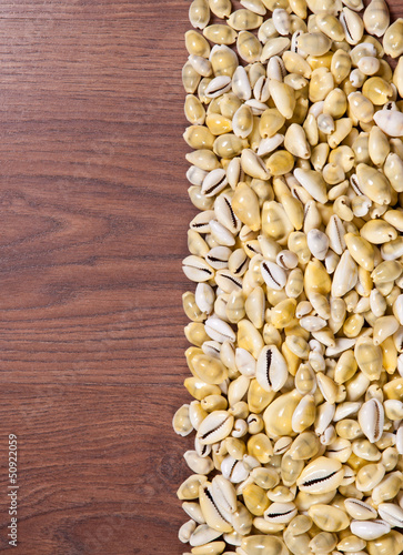 Sea shells on wood background