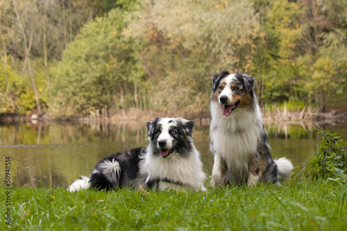 Australian Shepherd