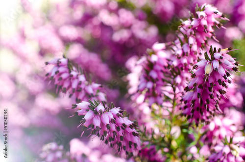 Heather flowers blossom in march