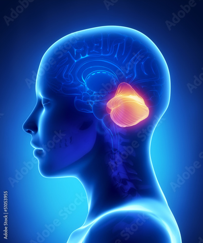 Cerebellum - female brain anatomy lateral view
