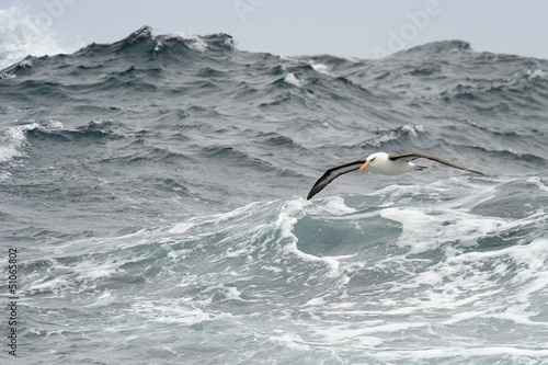 Black-browed Albatross flying over waves.