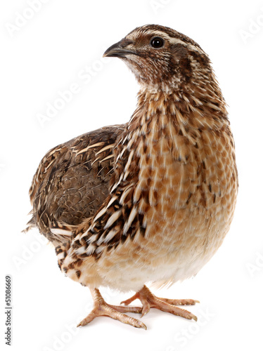 Brown quail