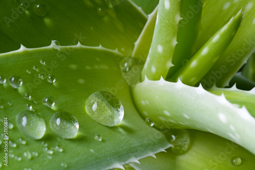 Water drops on leaf of aloe