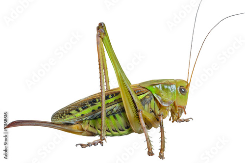 Grasshopper 27