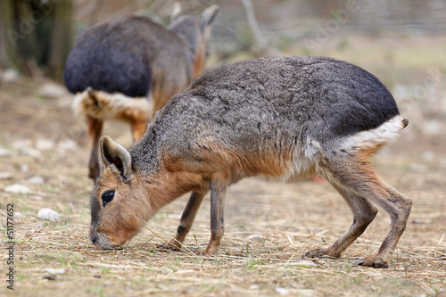 Patagonian mara, Dolichotis patagonum