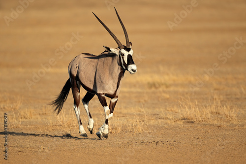 Running gemsbok antelope, Kalahari desert