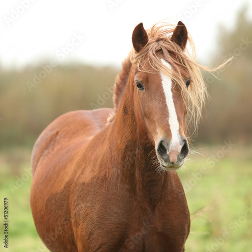 Portrait of welsh pony