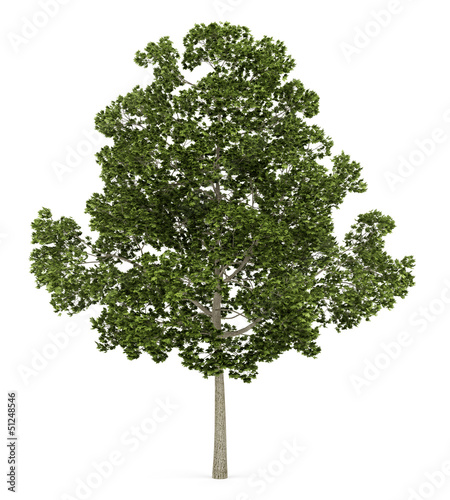 acer platanoides tree isolated on white background