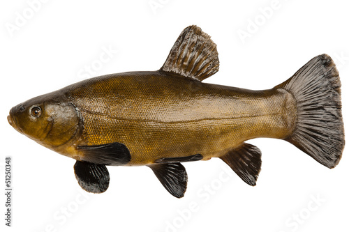 Fish tench