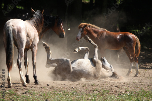 Horse rolling in the dust