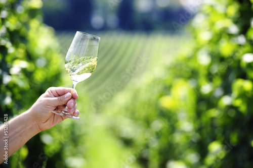 Swiveling a glass of white wine, vineyard in the background