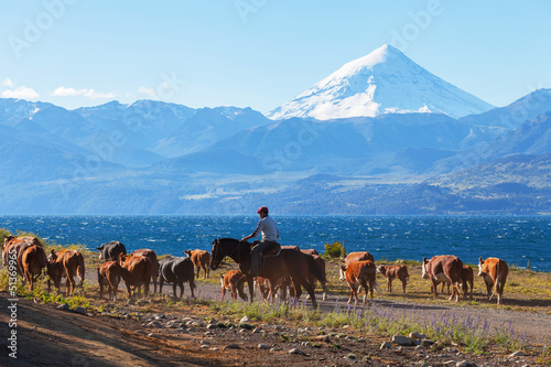 Gauchos and herd of cows on the background the volcano Lanin