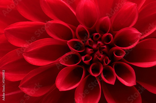 Close up of red dahlia flower