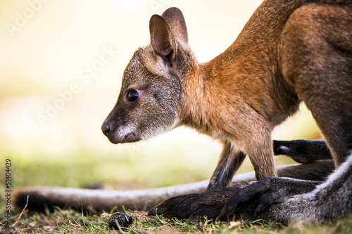 Baby Wallaby